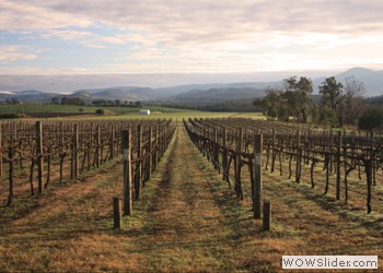 Yarra Valley Vineyard, Australia