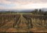 Yarra Valley Vineyard, Australia
