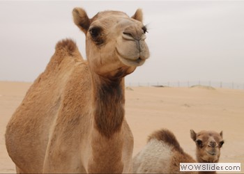 Camels in the Desert, United Arab Emirates