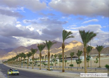 Palms in Aqaba, Jordan