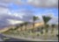 Palms in Aqaba, Jordan