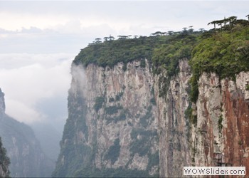 Atlantic Forest, Brazil