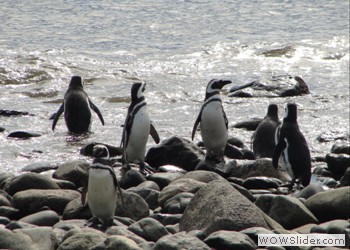 Magdalena Island, Patagonia